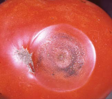 Anthracnose lesions on Tomato