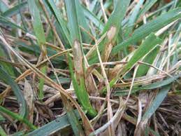 brown disease lesions on grass