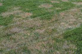 brown patch disease on tall fescue