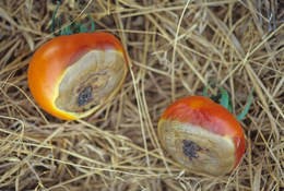 blossom end rot on tomatoes