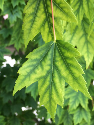 Yellow leaf with green veins of iron chlorosis