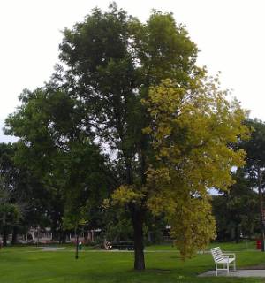 Tree half yellow and half green with iron chlorosis