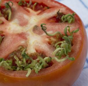 seeds sprouting in tomato