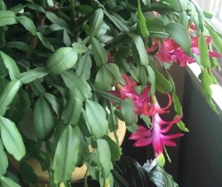 True Christmas Cactus with pink blooms