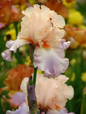 peach colored iris