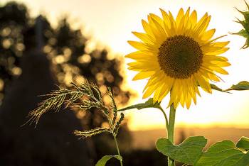 sunflower with sun behind it