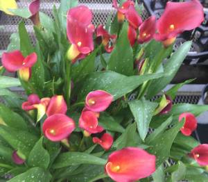 Red blooming calla lilies