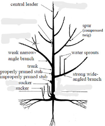 Terms of fruit trees