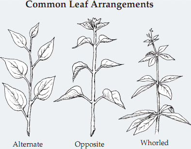 Three main types of leaf arrangements