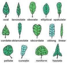 Leaf Shapes