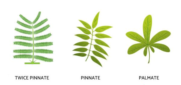 compound leaf types