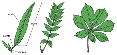 Simple vs compound leaf