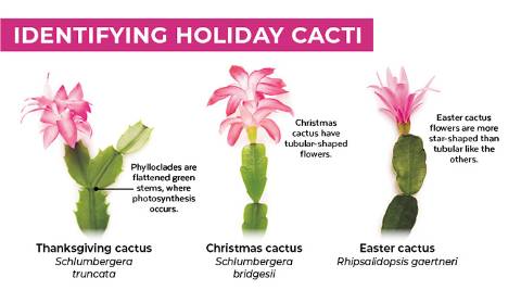 Holiday Cacti