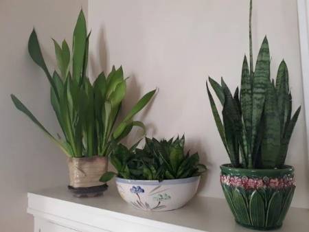 collection of snake plants