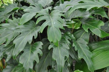tree philodendron