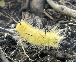 Yellow caterpiller with black spiky hairs