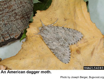 Adult American Dagger Moth