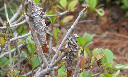 Adult bagworms in their protective bags
