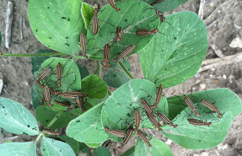 brown striped blister beetles