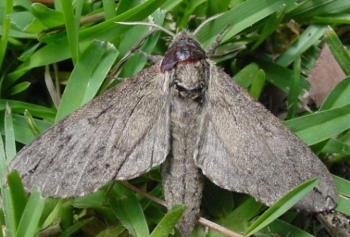 catalpa moth adult