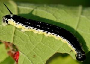 catalpa moth caterpillar