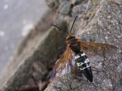 large black and yellow wasp