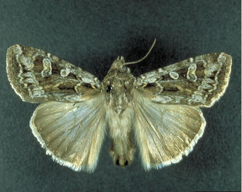 dingy cutworm moth