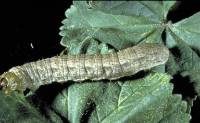 dingy cutworm caterpillar
