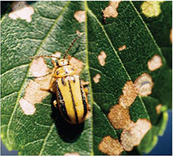 elm leaf beetle