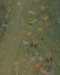 spidermites on leaf
