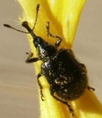 small black weevil