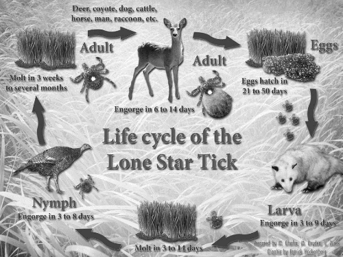 lifecycle of lone star tick