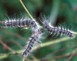 Black caterpillars with white hairs, walnut caterpillar