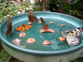 butterflies on birdbath