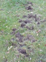 skunk damage to lawn