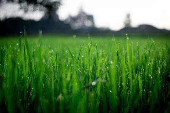 close up of lawn grasses