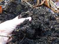 compost ready to harvest