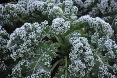 kale with frost on leaves