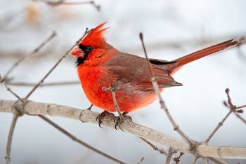 Red cardinal perched in tree with snow