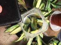 magnifying glass on plant