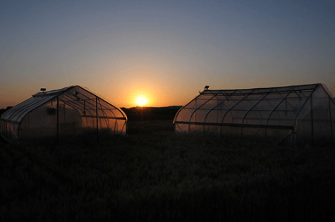 Greenhouses under summer sun