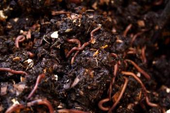 worms in compost bin
