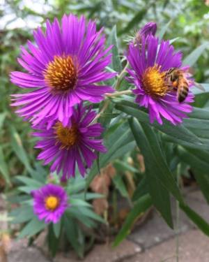 Purple aster bloom with honeybee