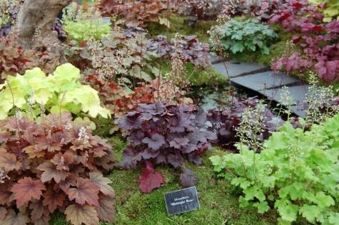 variety of different colors of coralbells