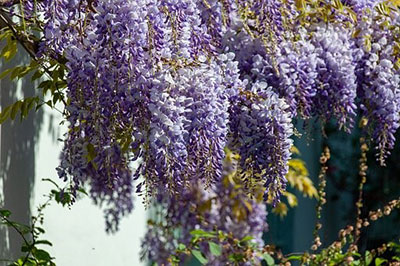 purple wisteria blooms