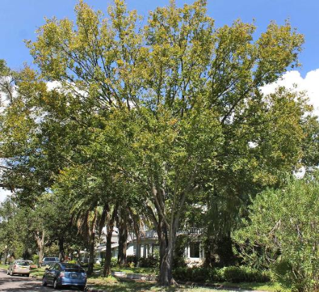 large elm tree