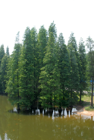 bald cypress trees in swamp