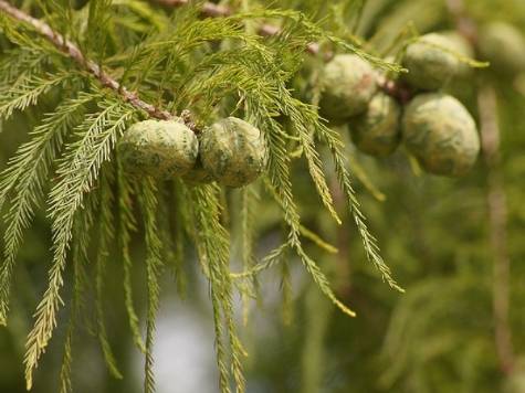 bald cypress leaves and cones