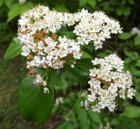 white blooms on blackhaw viburnum