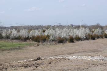 Pear trees growing in the Flinthills